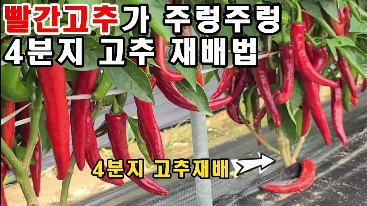고추 재배 모종 고르기 지주 설치 시비 요령_6