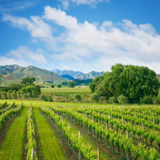 μ°μ΄ν & λ΄μ§λλ μλΉλ½λΈλ(Sauvignon Blanc) μμΈ νμ΄λ§ο½μ°λ»ν λ°λ€μ νλ―Έμ μ²λν νλΈμ κ΅μ°¨μ 