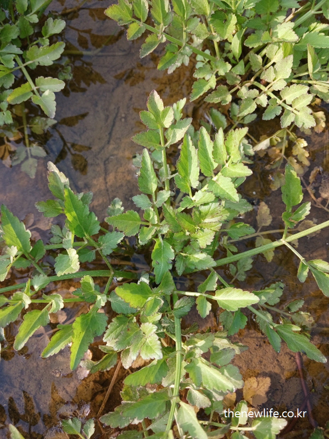 Close-up of young minari plants submerged in shallow water – traditional Korean detox vegetable. / 얕은 물에 잠긴 어린 미나리 잎 근접 촬영 – 전통 해독 채소로 잘 알려진 미나리.