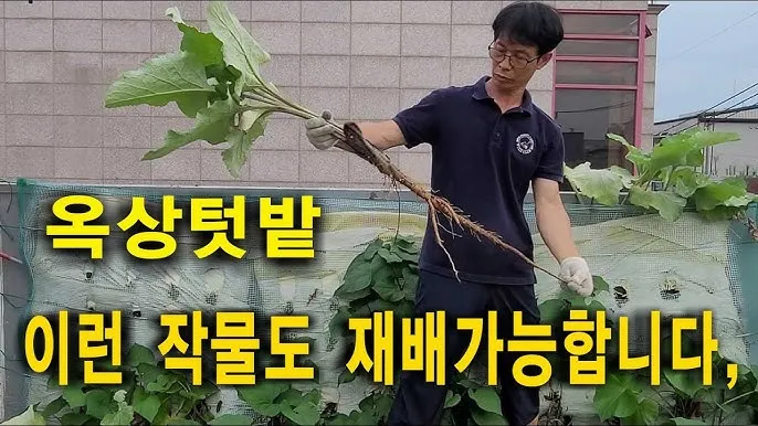 우엉 재배 깊이 갈기 직파 요령 곧게 키우기_1