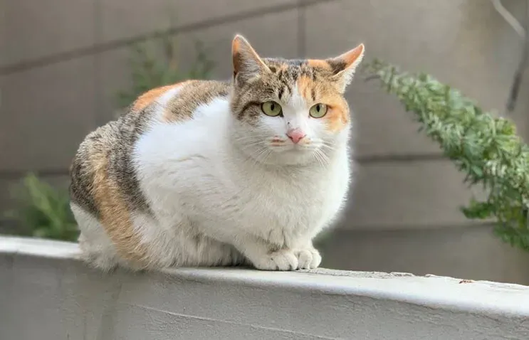 &amp;quot;길고양이