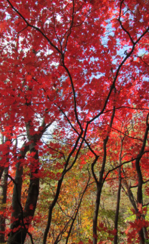 강원도 2025 단풍 산행 추천 코스 ❘ 설악산·오대산·치악산 절정 시기 안내