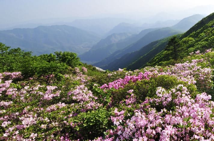 [6월 축제]2025 두위봉 철쭉제 산맥 페스티벌❘일정, 기간, 개화 상황, 공연 및 프로그램 정리