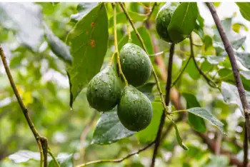 아보카도 효능 및 영양소&amp;#44; 먹는 방법