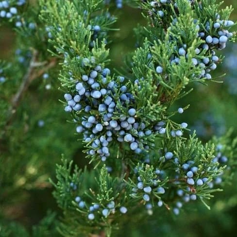 딥디크-딥티크-오로즈-원료-Cedar