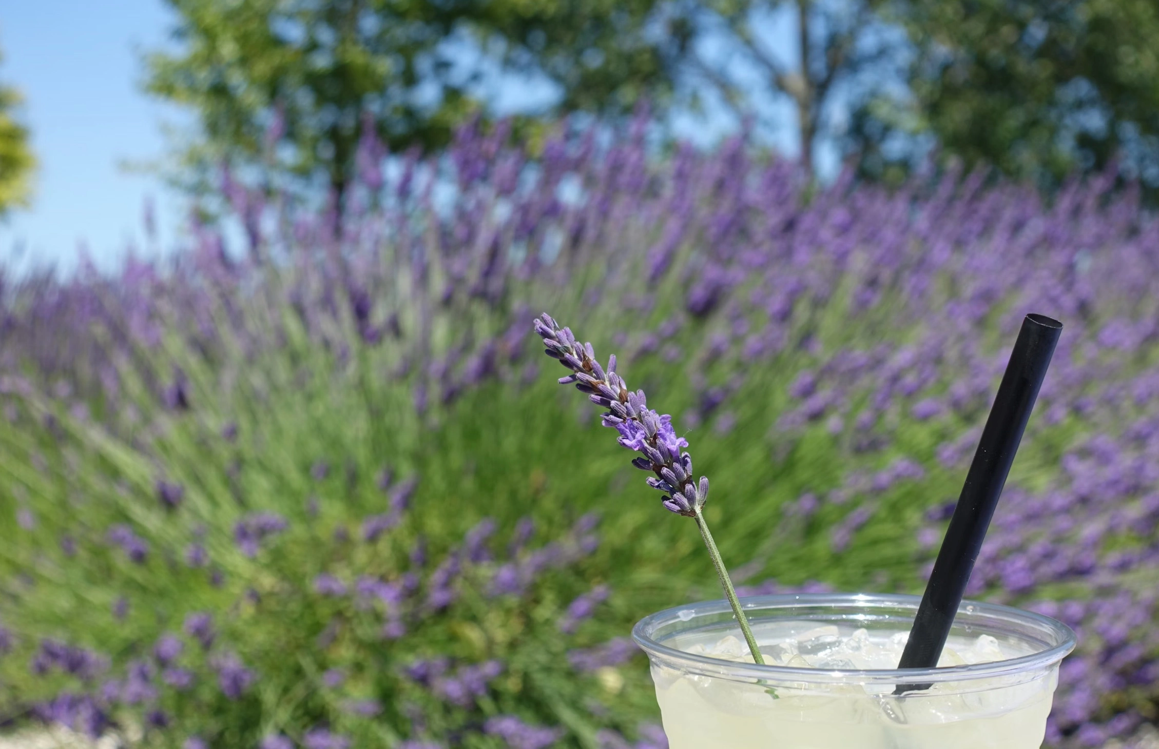 라벤더꿀 하루 권장량