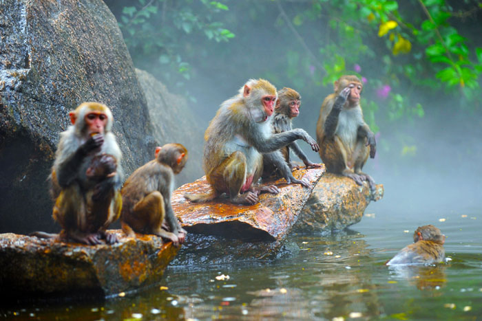 원숭이가 옹기종기 물가에 모여있는 모습