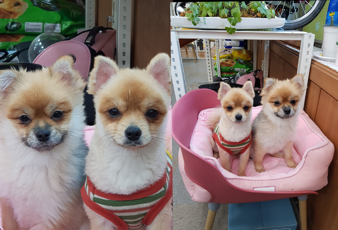 옷 입은 포메라니안 남매