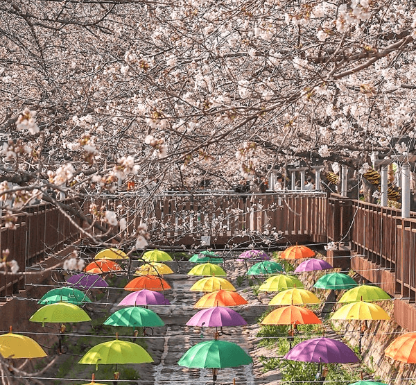 진해 군항제 벚꽃 축제