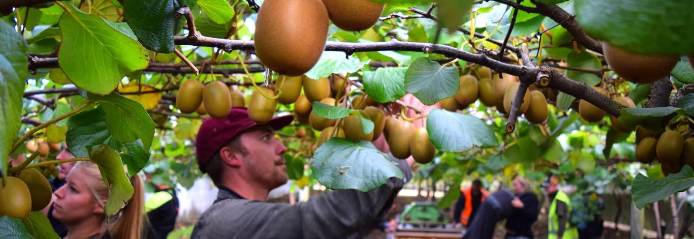 워킹홀리데이2 사진출처: newzealand.com