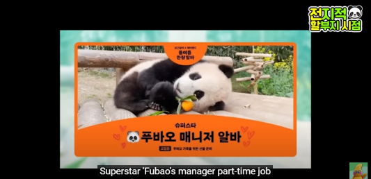 푸바오 생일잔치 판다 번식기