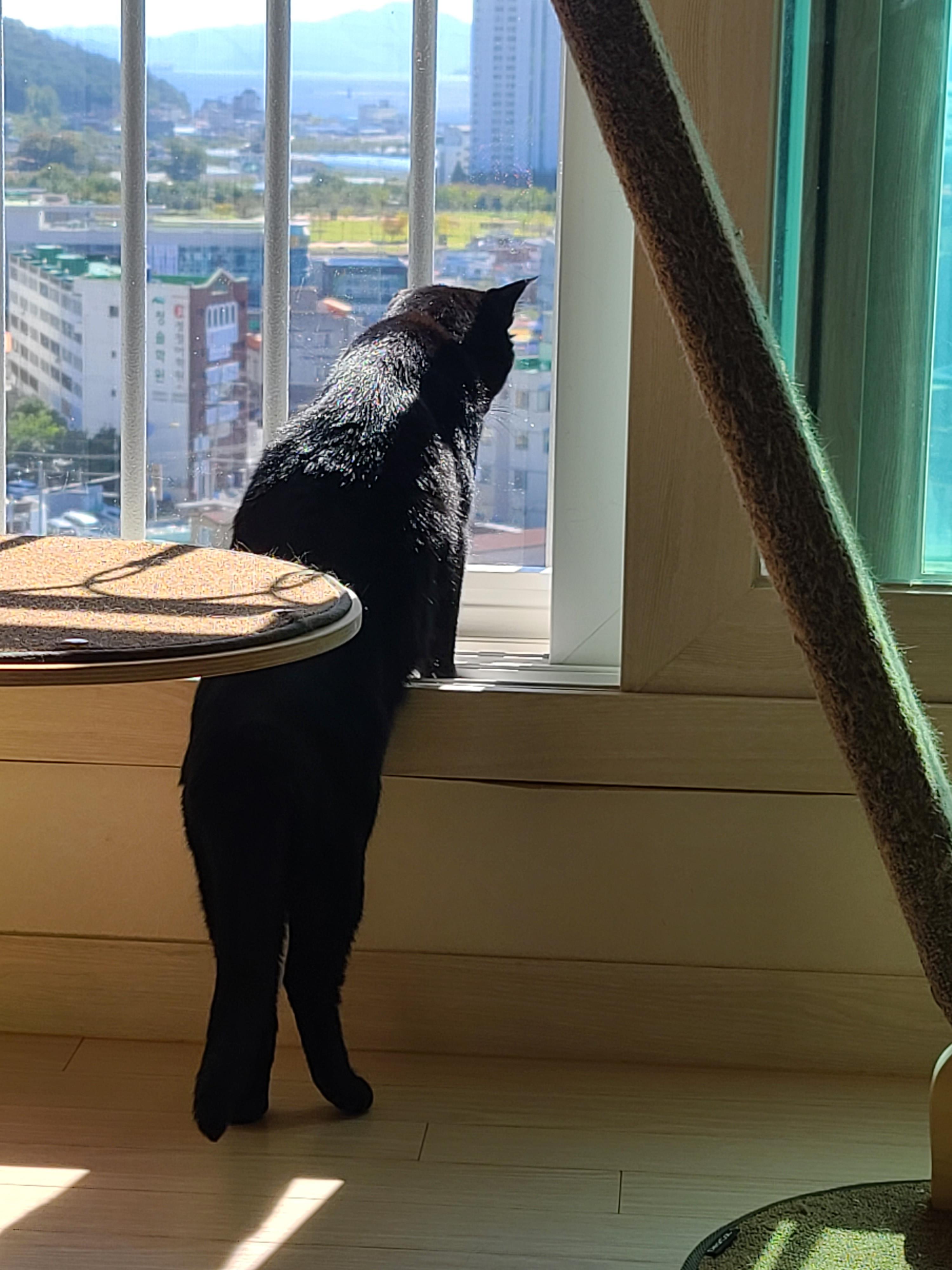 앞발 딛고 서서 창밖 구경하는 아이들 모음(feat.안전방충망)