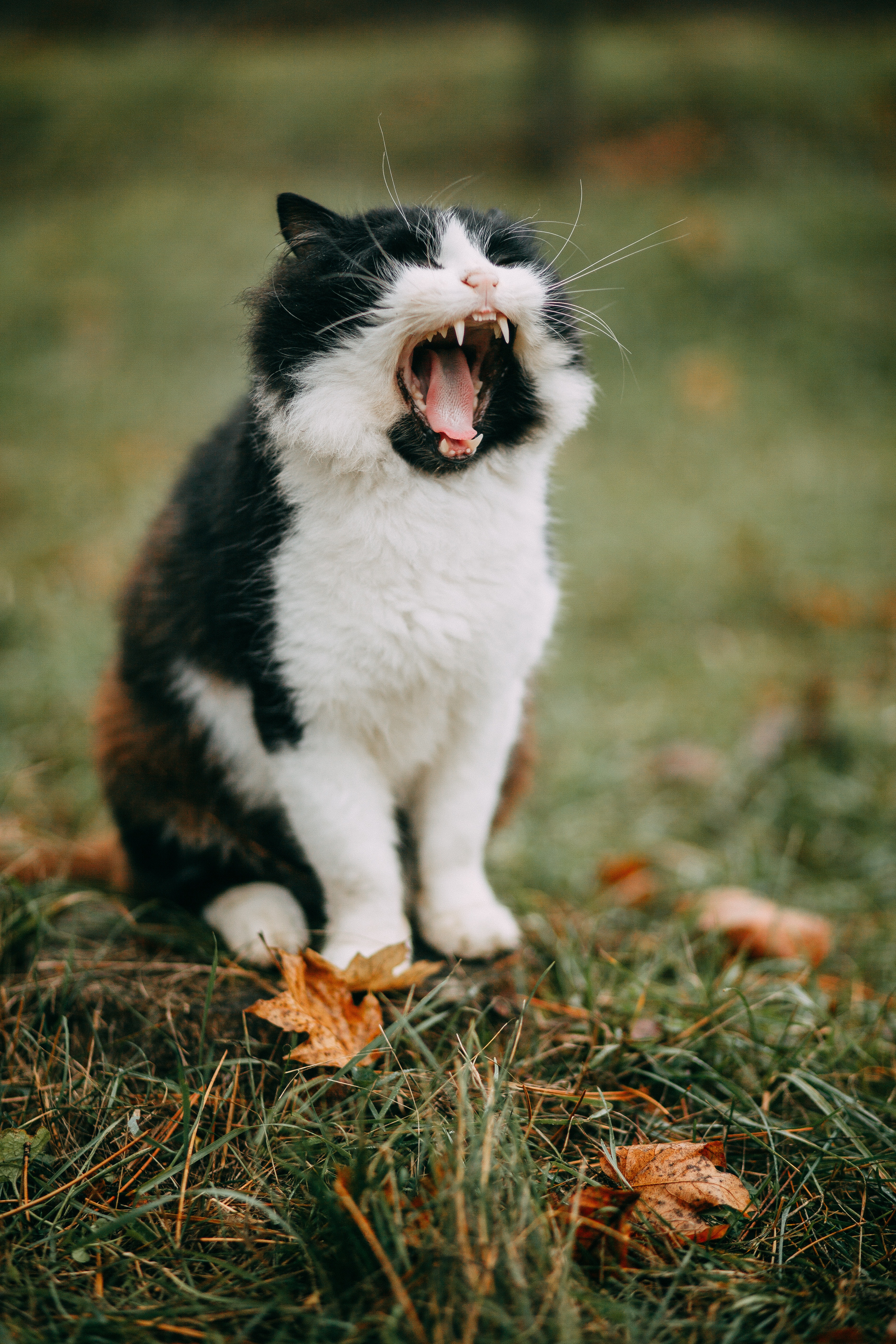 고양이 습성