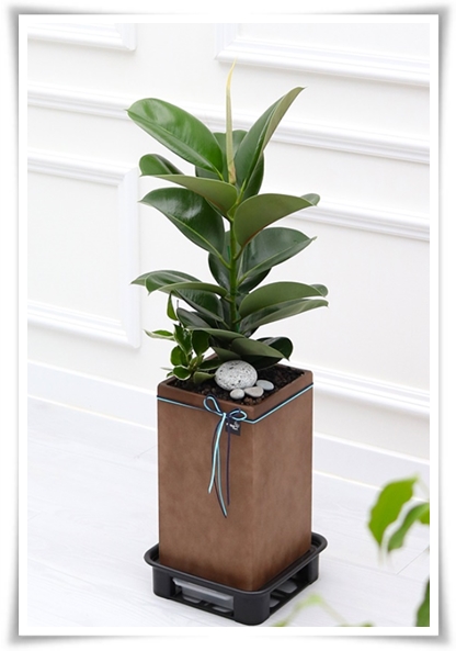 "고무나무 키우기" 실내 정원에 매력을 더하는 초록 친구!