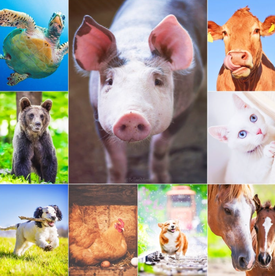 동물 꿈 풀이: 특정 상황에 처한 동물 - 당신의 현실 반영과 내면의 상태