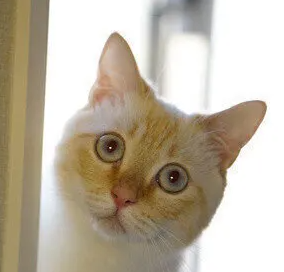 먼치칸의 특징과 기르는 방법