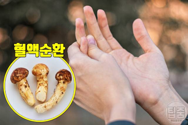 송이버섯 효능 손발저림