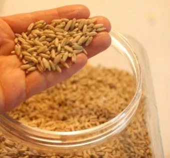 귀리 효능과 부작용 귀리 오트밀 차이점 안내_10