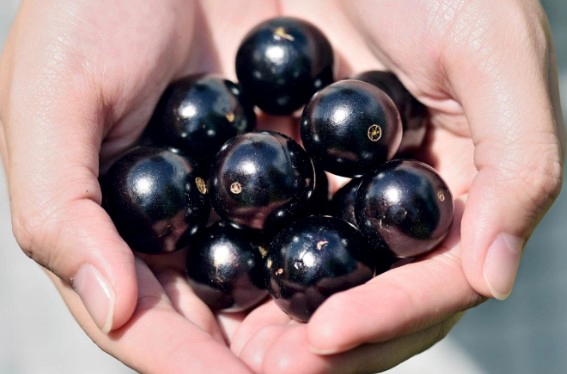 자보티카바 효능 5가지 브라질 슈퍼과일 자보티카바 퓨레 추천