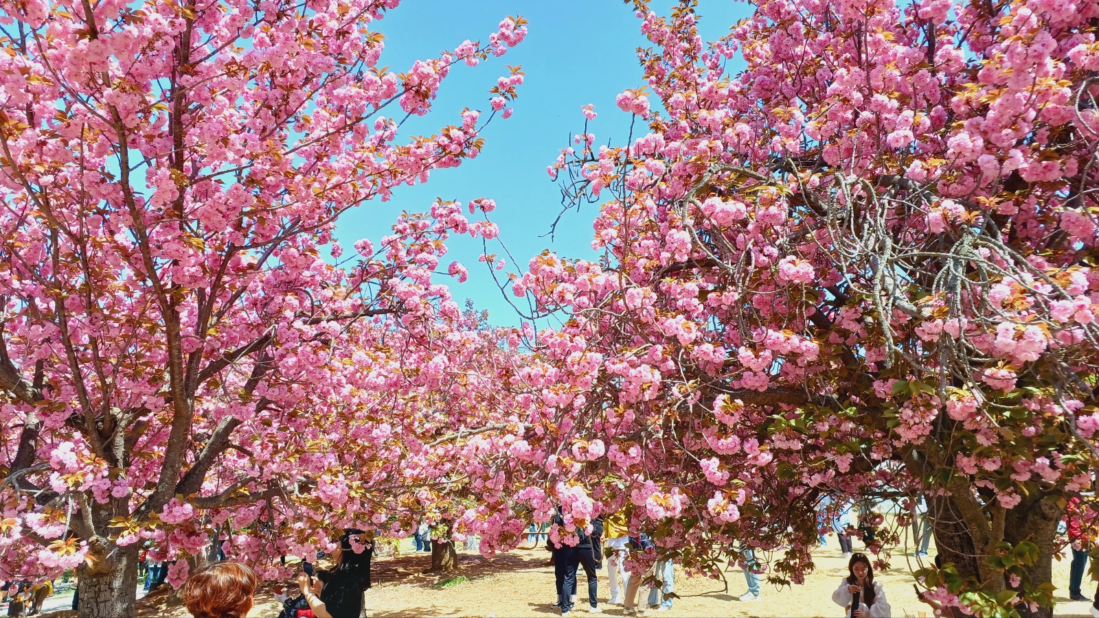 경주 불국사 겹벚꽃9