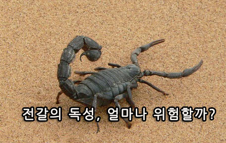 전갈의 독성, 얼마나 위험할까?