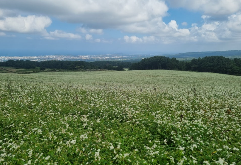 오라동메밀밭1