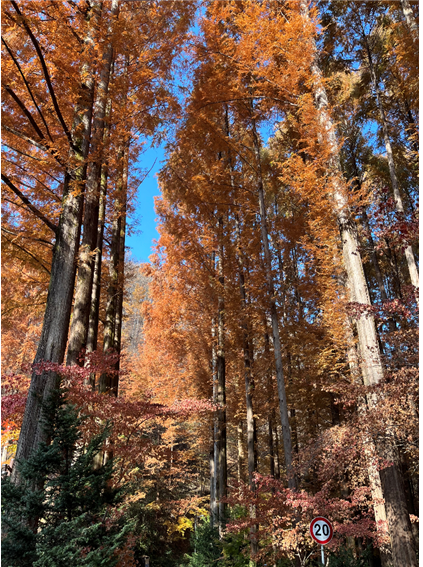 장태산 자연휴양림