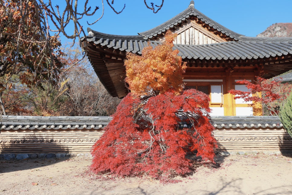 공작 단풍