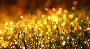 함안군 농업보조금 신청방법, 기간, 서류(공익직불금 대상)