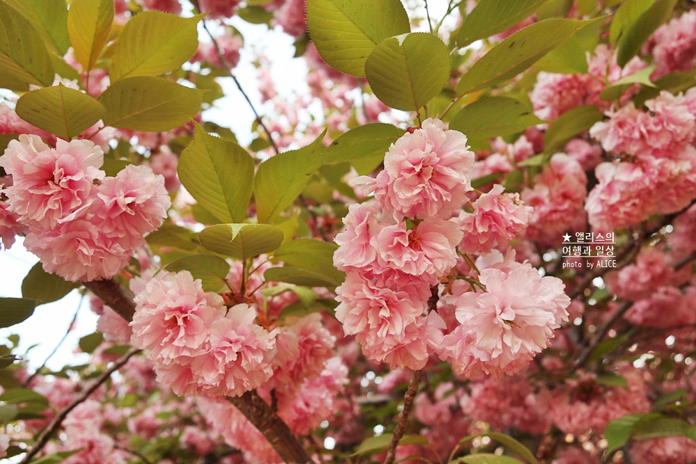 경주 불국사 겹벚꽃 위치, 명소 왕벚꽃 개화시기 (지금 만개), 주차정보