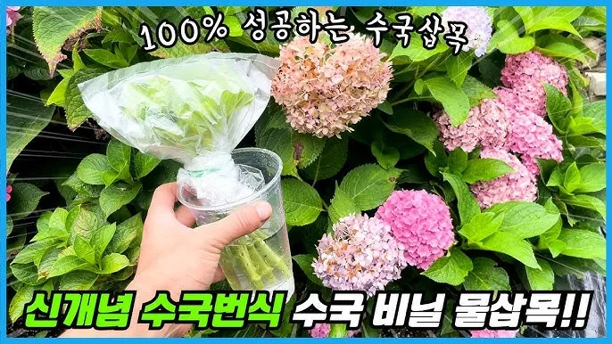 수국 삽목시기와 꺾꽂이 방법 재배 시기 완전 정리_2