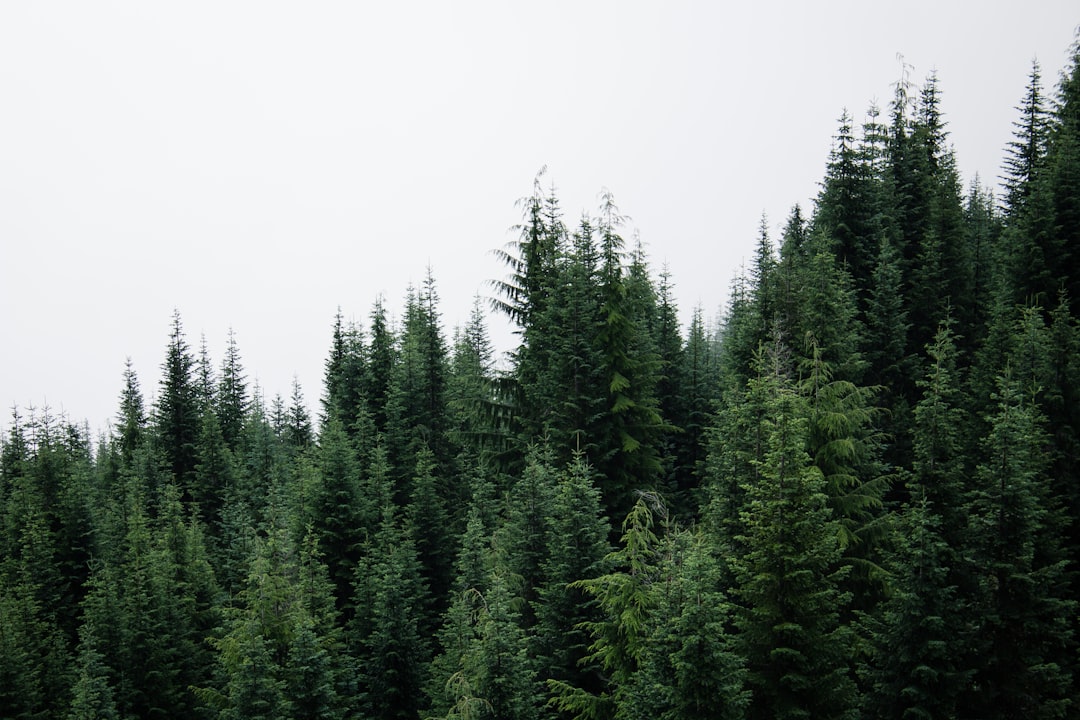 Pine