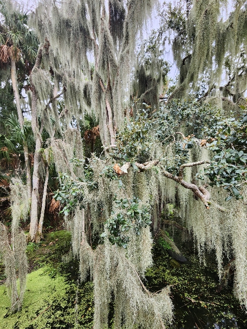 Spanish moss hanging on trees