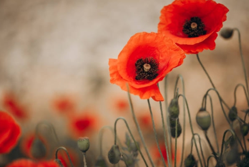 양귀비꽃밭에서 찍은 아름다운 사진