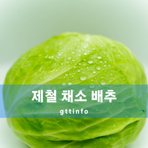 배추의 효능