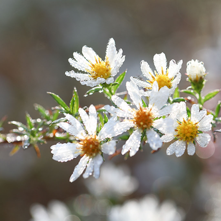 계절의 변화를 세분화한 24 절기 중 '한로' 이해하기