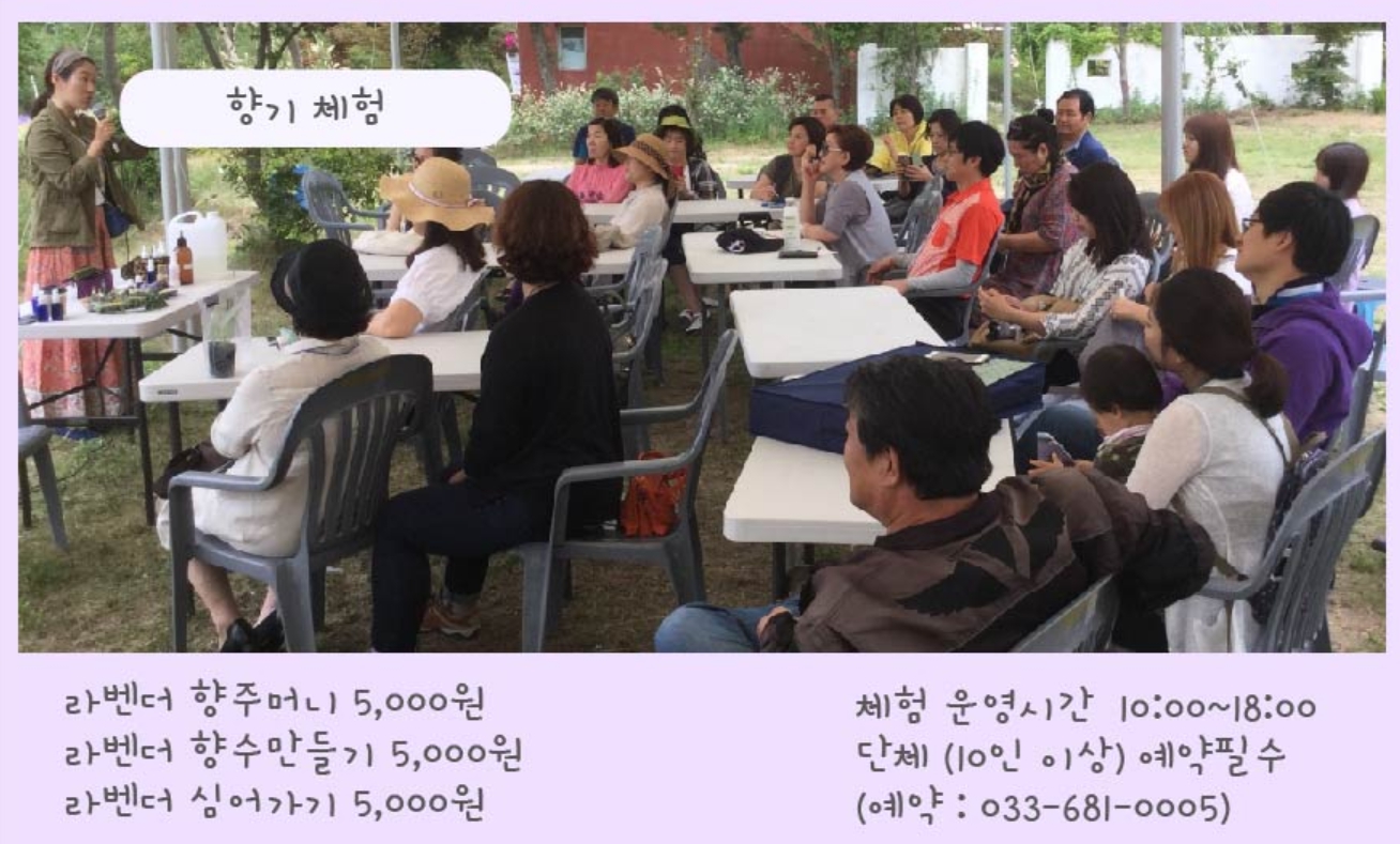 하늬팜 라벤더축제 개화상황