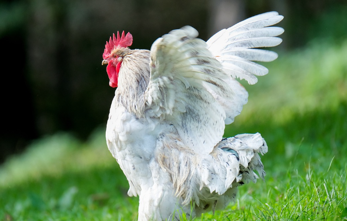 2023년 닭띠운세