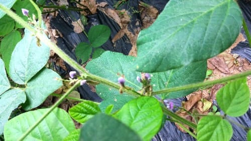 서리태-검은콩-순지르기-적심-작업하기