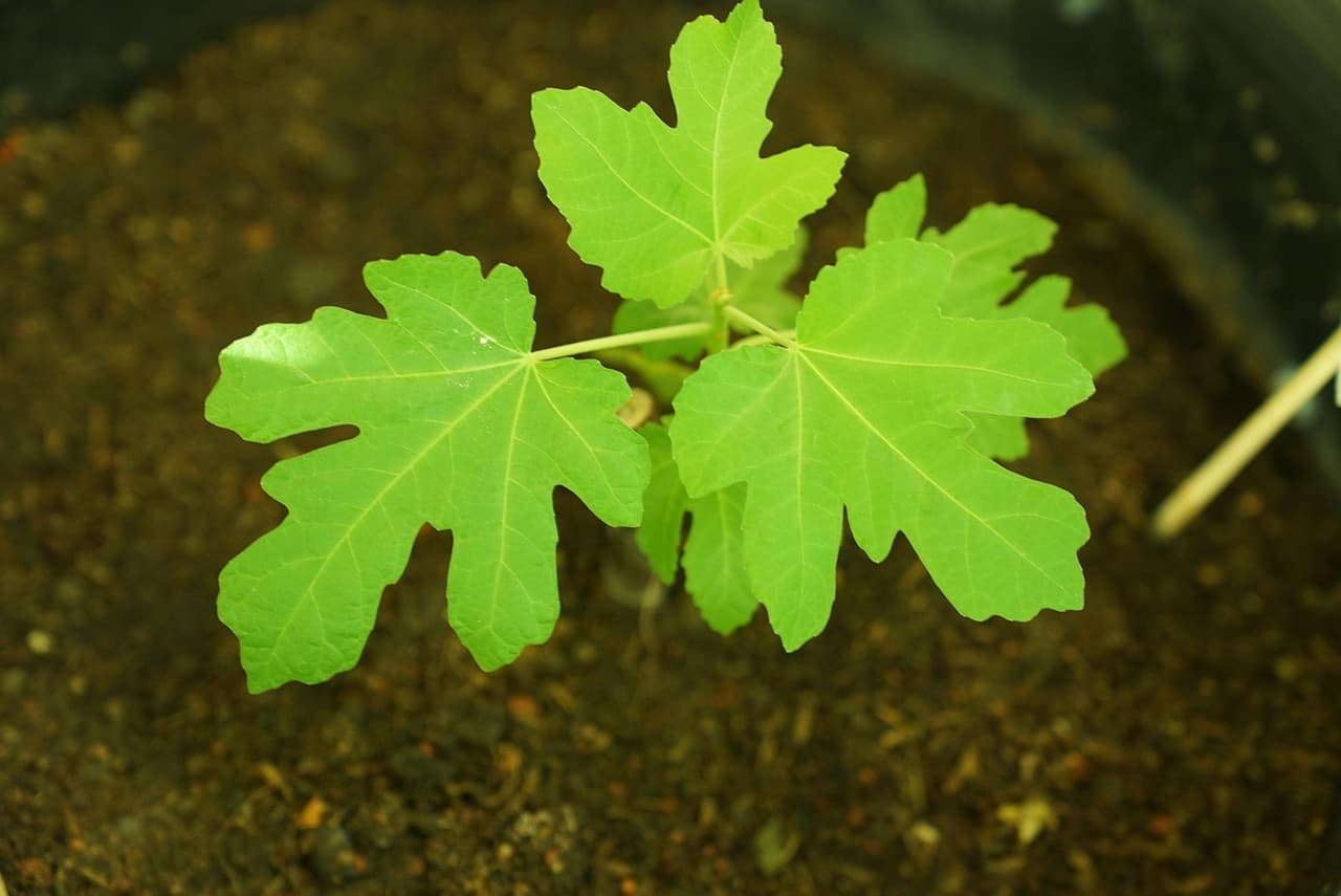 비료의 종류와 사용법: 유기 vs. 무기 비료 완벽 비교