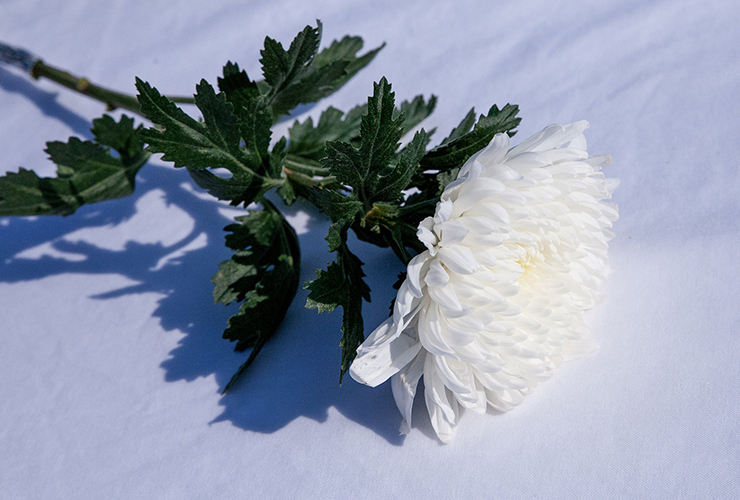 장례식 헌화 국화