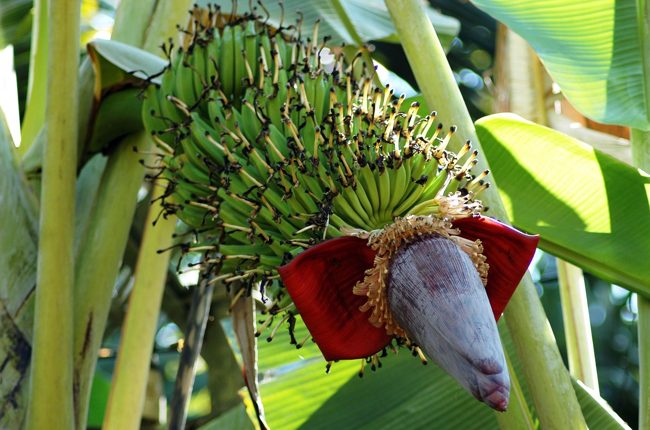 도심 속 바나나 나무