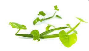 시서스 효능 부작용 (3주 섭취 후기)