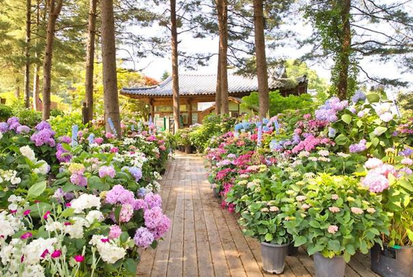 아침고요수목원 수국 이미지