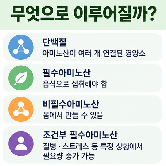 단백질 필수아미노산 비필수아미노산 조건부 필수아미노산의 의미를 표로 정리한 이미지
