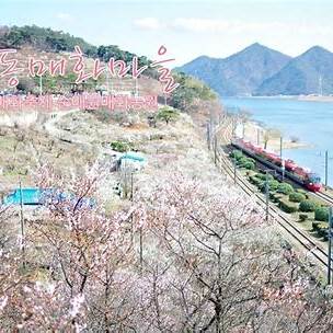 원동매화러닝코스