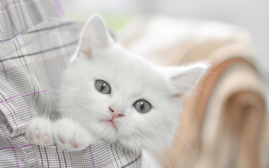 고양이 화장실 세척법 관련 사진