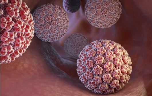hpv(인유두종) 바이러스