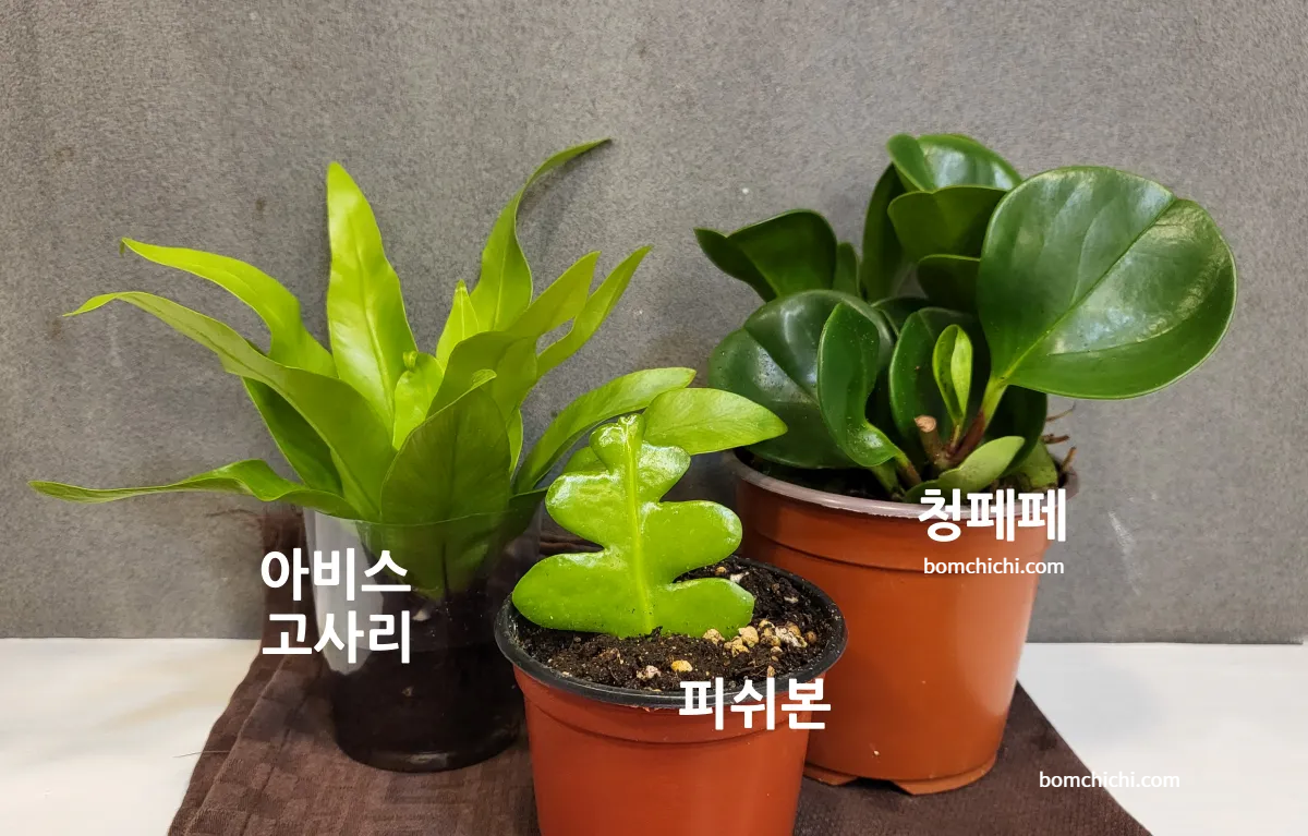 아비스고사리, 피쉬본, 청페페 사진