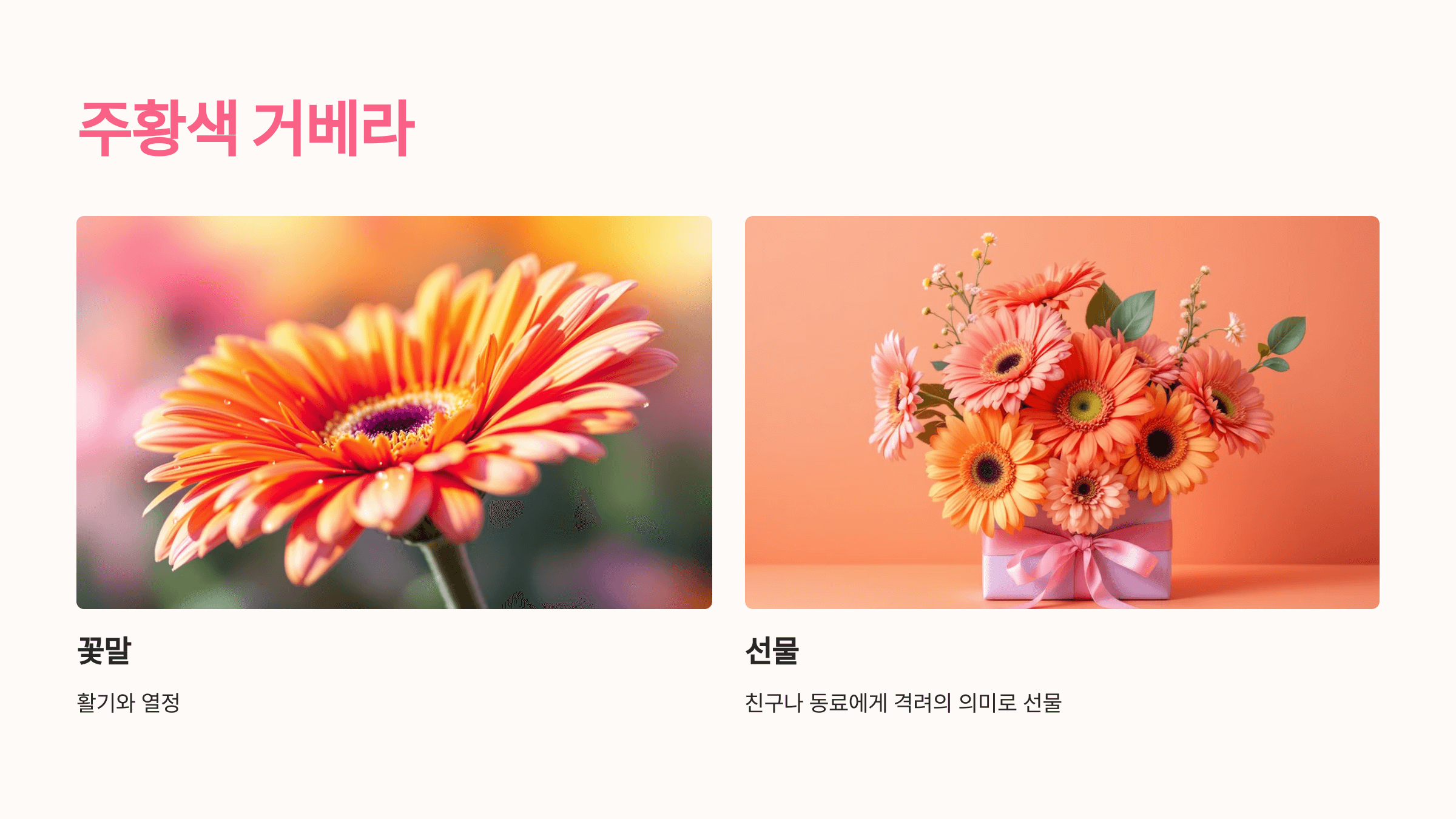 거베라 사진입니다.